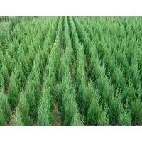 側(cè)柏苗、側(cè)柏（1.5米側(cè)柏、側(cè)柏小苗）山西側(cè)柏苗