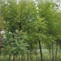 山東優(yōu)質刺槐基地