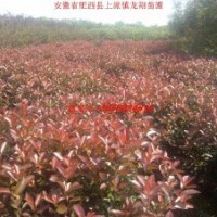 紅葉石楠、紅葉李、紫薇、大葉女貞、香樟、烏桕、樸樹、合歡