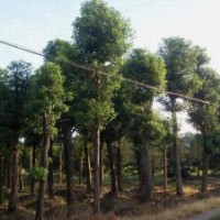 基地常年供應(yīng)的瀏陽移栽香樟品種齊全，放心品質(zhì)