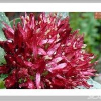 河北長期供應(yīng)紅景天