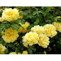 河北供應(yīng)黃刺玫價格優(yōu)惠