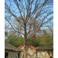 湖北全冠皂角樹|骨架皂角樹供應