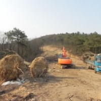 滁州君潤(rùn):供應(yīng)各規(guī)格大量樸樹(shù)