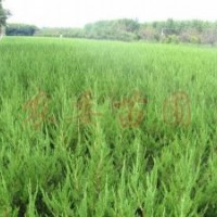 供應(yīng) 龍柏衛(wèi)矛木槿、扶芳藤、金葉女貞、大葉黃楊、小葉黃楊