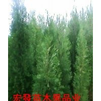 山東側(cè)柏,批發(fā)煙臺側(cè)柏,1--3米側(cè)柏