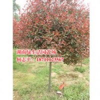 湖南紅葉石楠低價處理