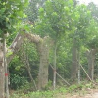 速生法桐大批貨