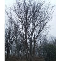 陜西西安蒙古櫟