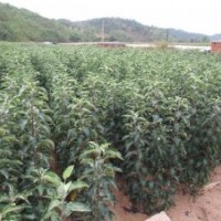 蘋果苗，核桃苗，梨樹苗，桃樹苗，杏樹苗，柿樹苗，棗樹苗
