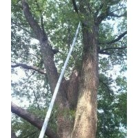 供應(yīng)大規(guī)格野生樟樹，湖北香樟樹