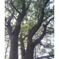 大規(guī)格樟樹(shù)，野生香樟供應(yīng)