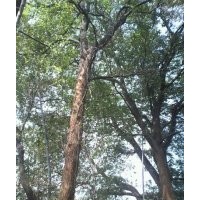 香樟，香樟價(jià)格；供應(yīng)野生大規(guī)格樟樹(shù)