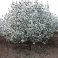 八棱海棠園林苗木基地供應(yīng)各種規(guī)格海棠樹