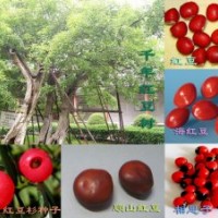 供應(yīng)紅豆樹