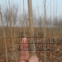 供毛白楊１０７楊國槐苗法桐苗榆樹苗白蠟苗欒樹柳樹等