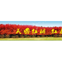 供應(yīng)美國(guó)紅楓