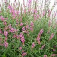 供應(yīng)頂級(jí)千屈菜