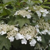 供應(yīng)河北天目瓊花,太平花,茶藨子