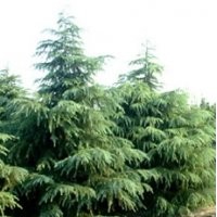 南京 雪松 廣玉蘭 紅葉石楠 蜀檜