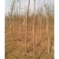 國槐，金枝槐，白蠟，法桐，毛白楊出售