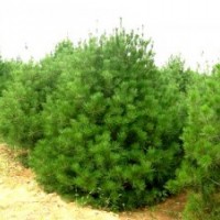 1.5米黑松，黑松基地，黑松苗木