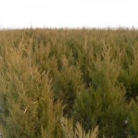 側(cè)柏 高1.5米