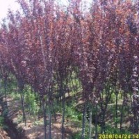 銷售；各種綠化苗；榆葉梅；紫葉李；西湖海棠