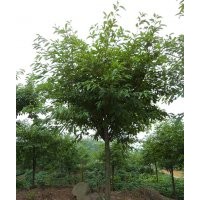 供應瀘州黃葛樹，黃葛樹圖片