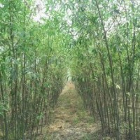 山西萬豐竹柳,全國(guó)低價(jià)銷售