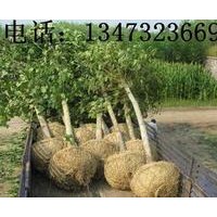 7-9公分土球帶茂的國槐