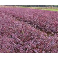 出售紅葉小檗 連翹 棣棠