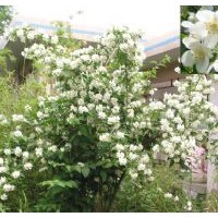 供應廊坊太平花