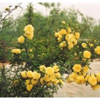 供應(yīng)河北頂級黃刺玫 迎春花