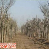 供應(yīng)8公分國(guó)槐10公分國(guó)槐12公分國(guó)槐