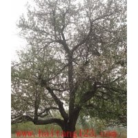 供應(yīng)本地八棱海棠樹