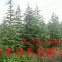 雪松 廣玉蘭 白玉蘭 大葉女貞 香樟 紅葉石楠