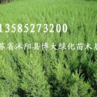 蜀檜（塔柏)（高15-200公分）檜柏、蜀檜小苗