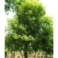 現(xiàn)貨大量供應8-20公分的香樟