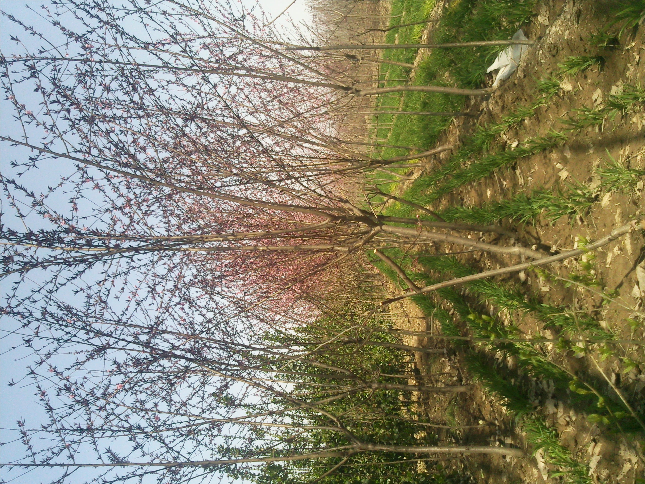山東碧桃價格 山東紅葉碧桃基地