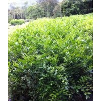 福建七里香 供應(yīng)七里香 九里香價格