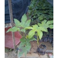 八角金盤 八角金盤價格 福建八角金盤