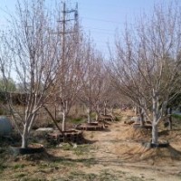 供應(yīng)15公分八棱海棠架植樹20棵；成活率高