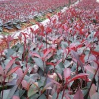 供應(yīng)紅葉石楠扦插苗