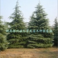 綠化用樹(shù) 工程樹(shù) 雪松 批發(fā)雪松大樹(shù) 自產(chǎn)自銷(xiāo)