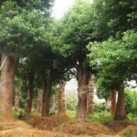 大量供應(yīng)湖南香樟