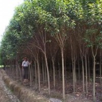 大葉女貞基地大葉女貞價(jià)格濟(jì)南大葉女貞