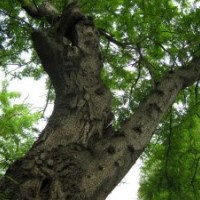 供應(yīng)20-70公分皂莢樹5000棵