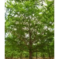 供應15-40銀杏樹