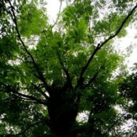 供應(yīng)大規(guī)格皂莢20-80公分